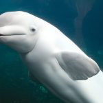 seres inertes ejemplos comprendiendo la vida y la inercia