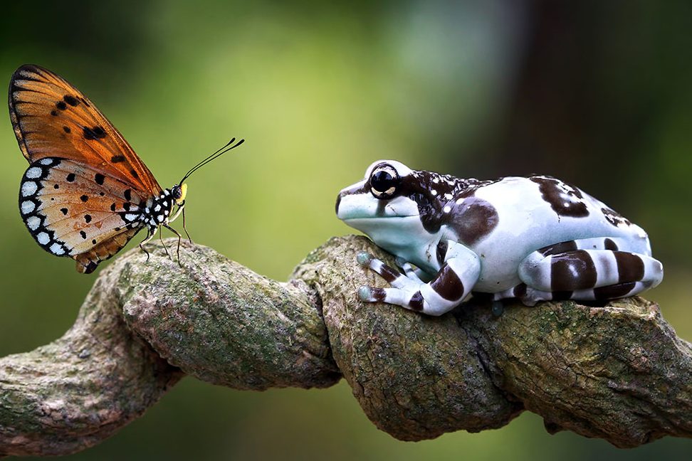 seres vivos productores la vitalidad de los organismos productores y animales productores
