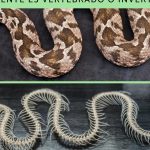serpientes invertebrados serpiente o vertebrados descubrelo aqui