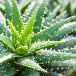 si corto una hoja de aloe vera vuelve a crecer aprendecomo cortar el aloe vera para que siga creciendo