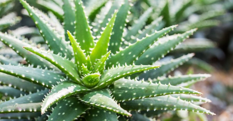 si corto una hoja de aloe vera vuelve a crecer aprendecomo cortar el aloe vera para que siga creciendo