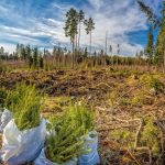 silvicultura extensiva ejemplos y beneficios para el medio ambiente