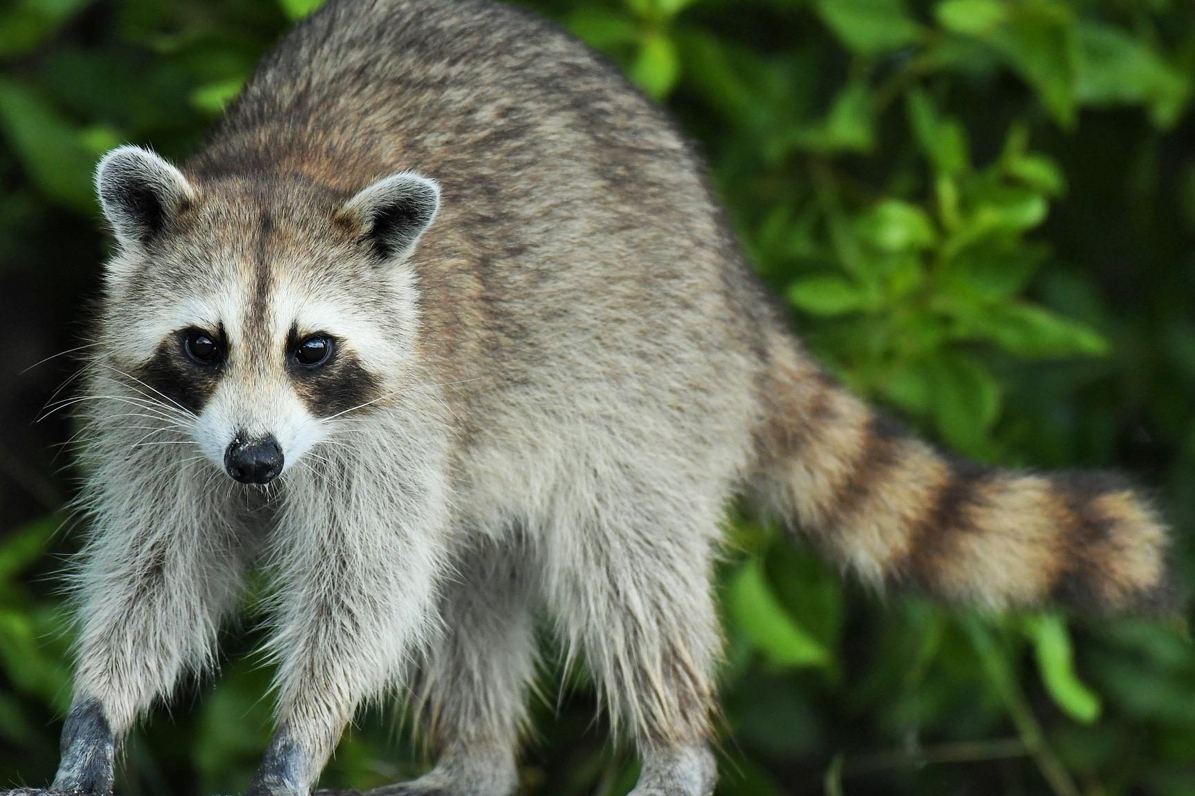 son peligrosos los mapaches la verdad sobre el mapache agresivo