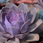 suculentas colores cuidados para tu planta suculenta morada