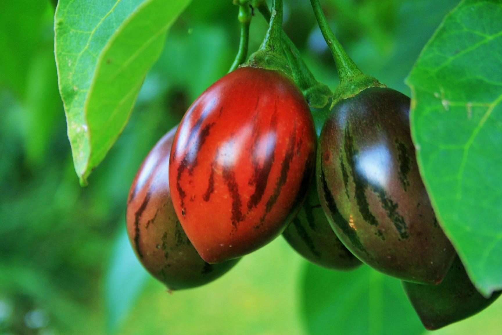 tamarillo cultivo guia completa sobre cultivo tomate de arbol en espana