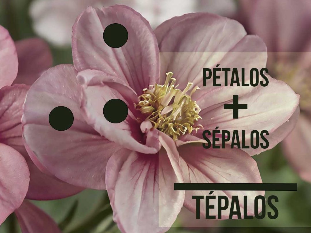 tepalos la importancia de estos organos en las flores