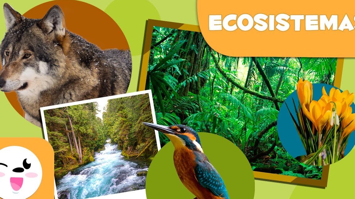 tipos de ecosistemas para ninos una guia divertida sobre su definicion y caracteristicas