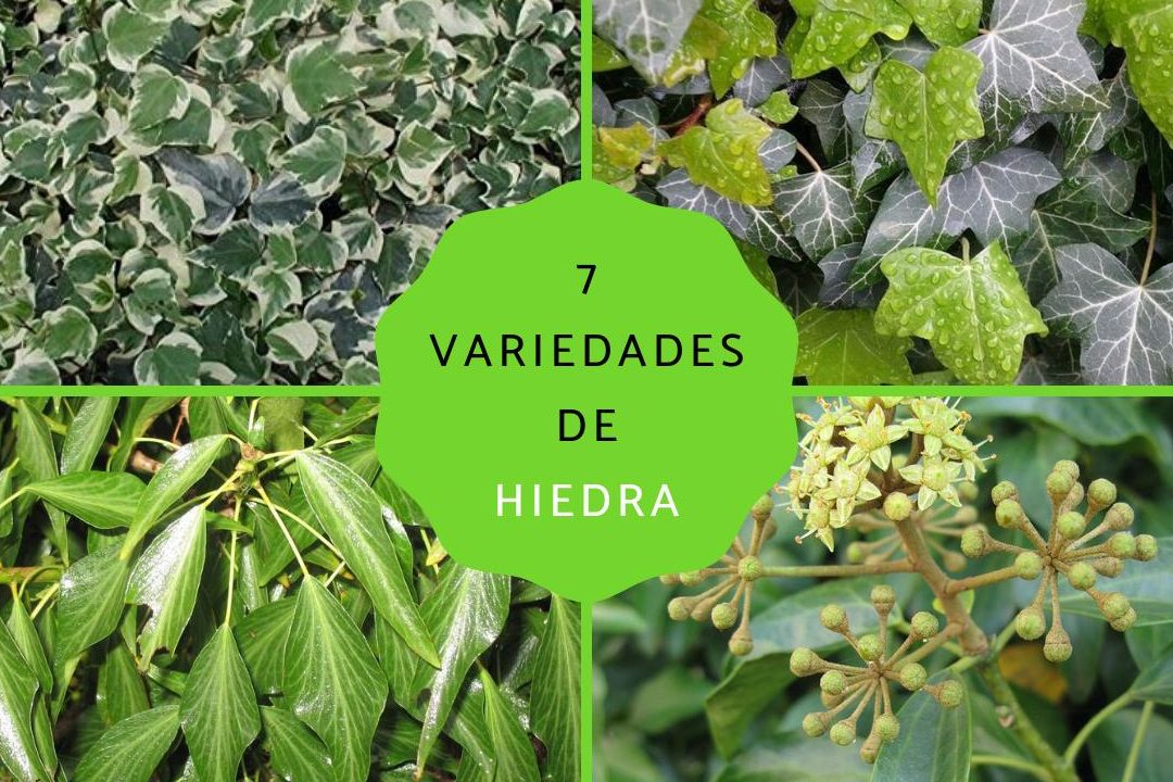 tipos de hiedra exterior conoce los hiedra tipos hiedra perenne y mas