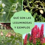 tipos de leguminosas conoce que son las leguminosas y ejemplos