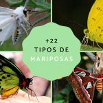 tipos de mariposa nombres de mariposas clases de mariposas y mas