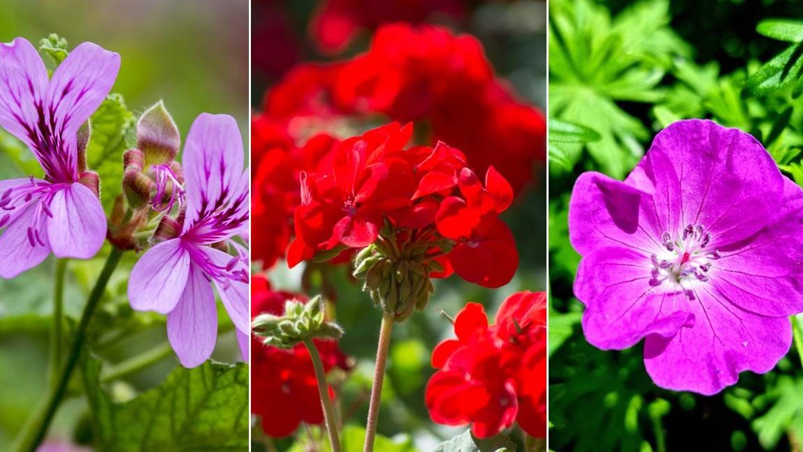 tipos de pelargonium y geranios amarillos variedades y cuidados
