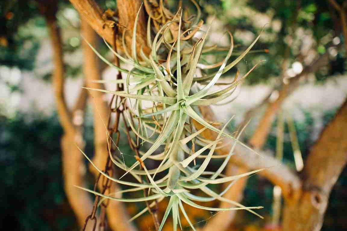 tipos de plantas de aire descubre las plantas aereas y sus variedades