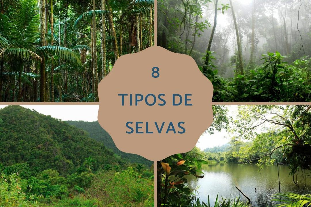 tipos de selvas descubre cuantas selvas hay en el mundo y sus caracteristicas