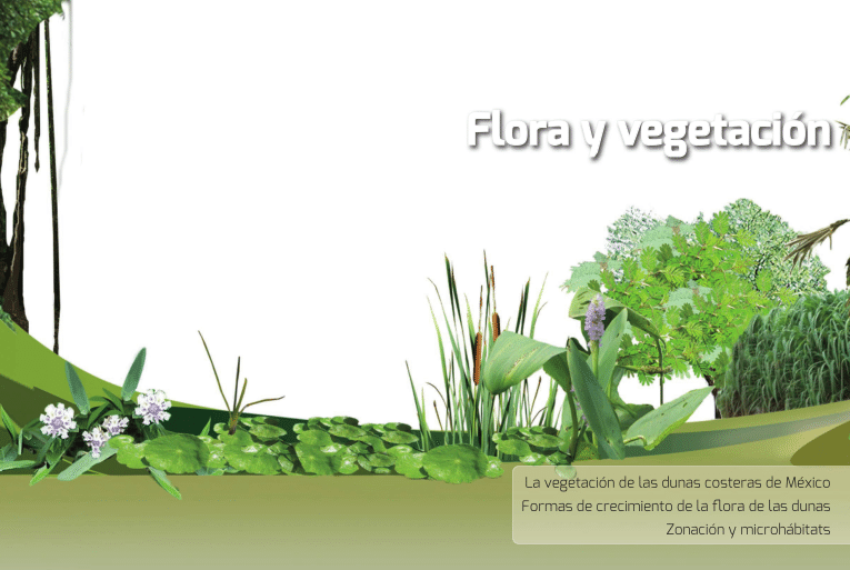 tipos de vegetacion explorando la variedad de la vegetacion