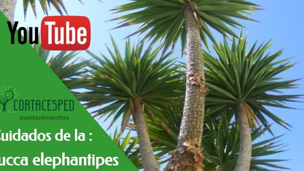 tipos de yuca planta exterior cuidados poda y mas