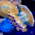 tipus de meduses conoce los increibles tipos de medusas