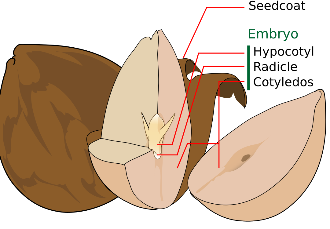todo lo que necesitas saber sobre cotiledones en plantas
