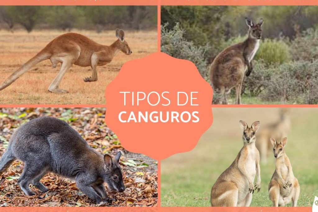 todo lo que necesitas saber sobre el canguro tipos de canguro