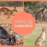 todo lo que necesitas saber sobre el canguro tipos de canguro