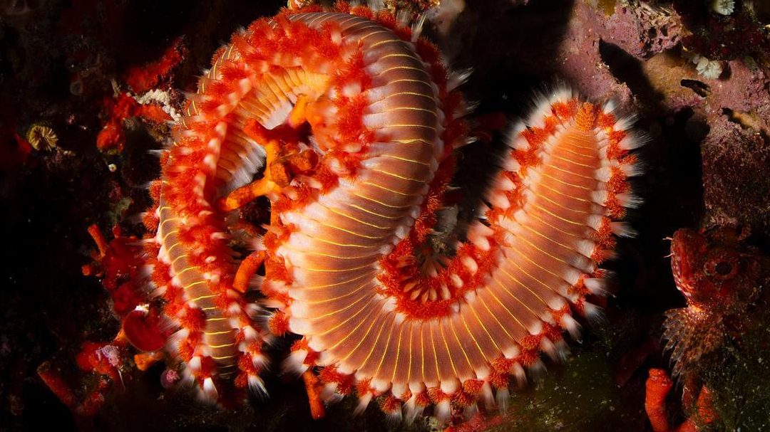 todo lo que necesitas saber sobre el gusano de fuego picadura