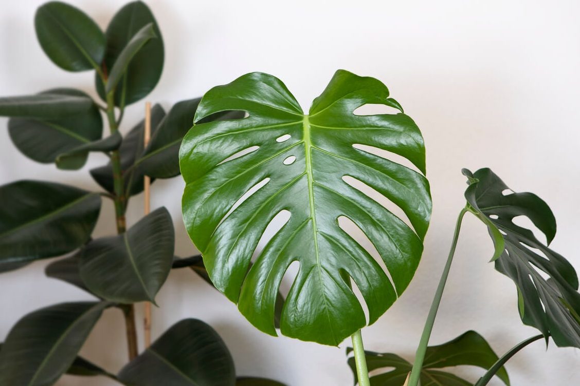 todo lo que necesitas saber sobre el sustrato para costilla de adan