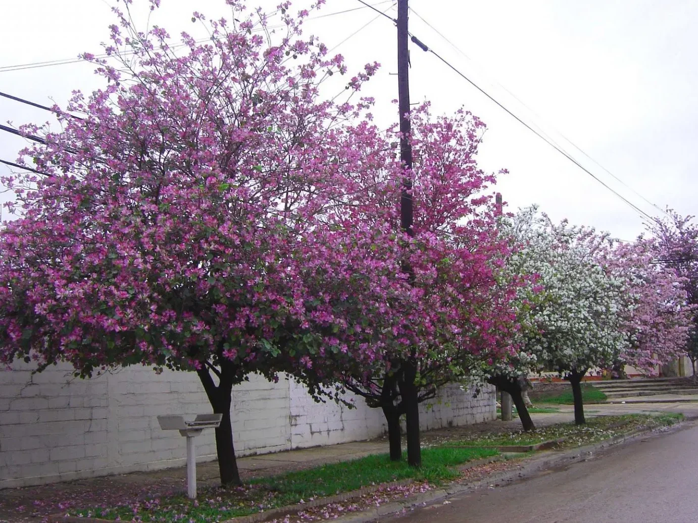 todo lo que necesitas saber sobre elarbol pata de vaca