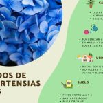 todo lo que necesitas saber sobre hortensias azules y sus cuidados