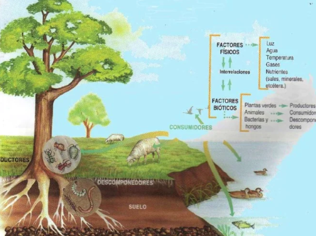 todo lo que necesitas saber sobre que es biotico y abiotico