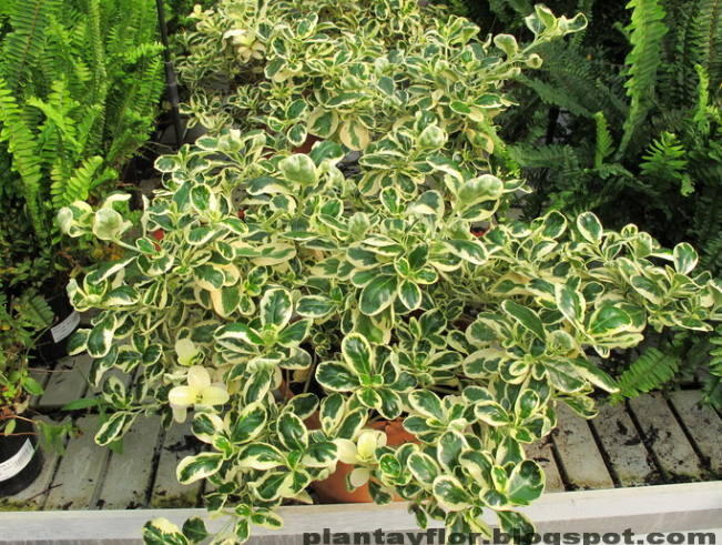 todo sobre el coprosma rojo la planta espejo excepcional