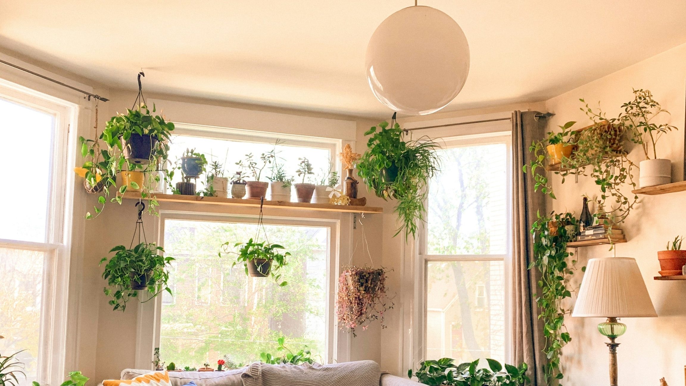 todo sobre la planta colgante corazon la encantadora cadena de corazones