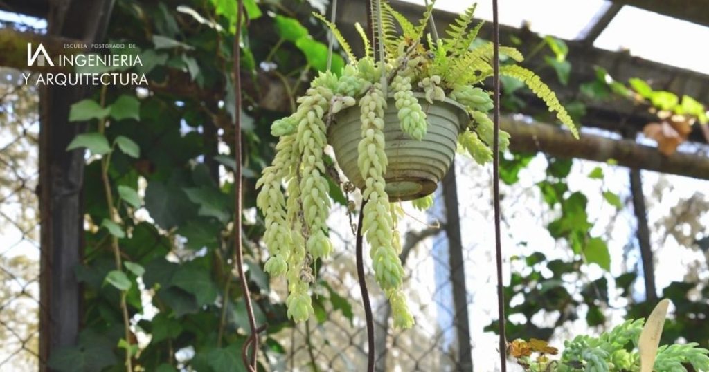 todo sobre suculenta que cuelga la planta crasa colgante ideal