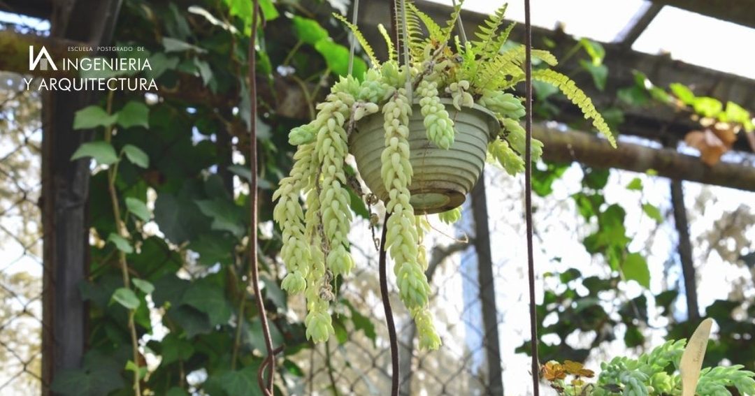 todo sobre suculenta que cuelga la planta crasa colgante ideal