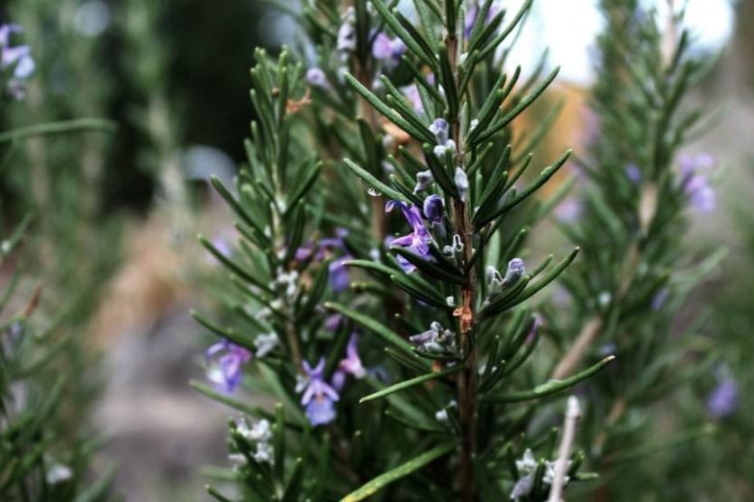 todos los tipos de romero hembra variedades y plantas similares