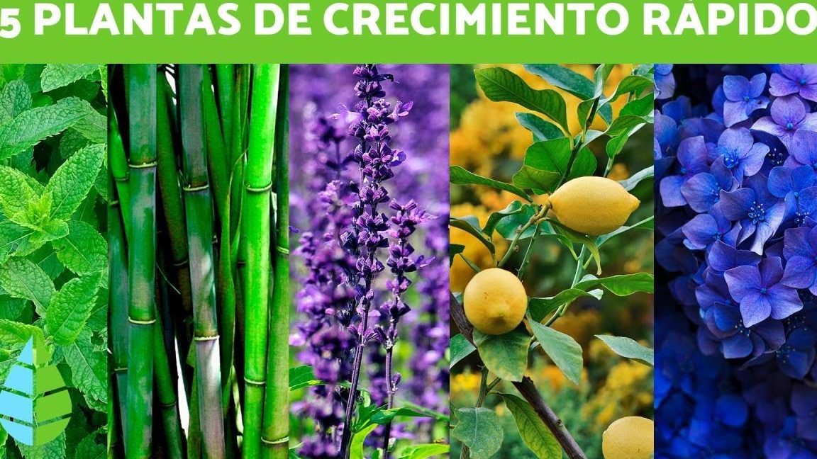 top 10 plantas de rapido crecimiento la planta que mas rapido crece