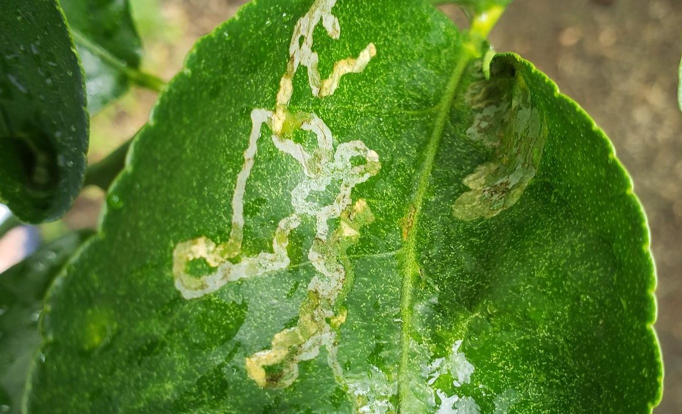 tratamiento contra el minador limonero control eficaz y natural