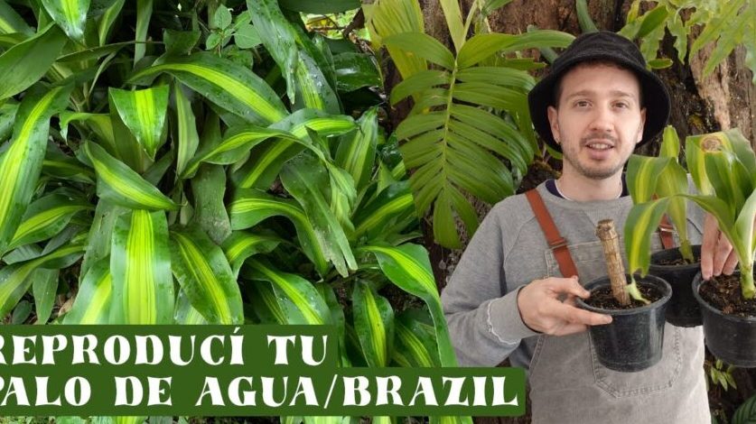 tronco de brasil nuevos brotes cuidados y trasplante efectivo