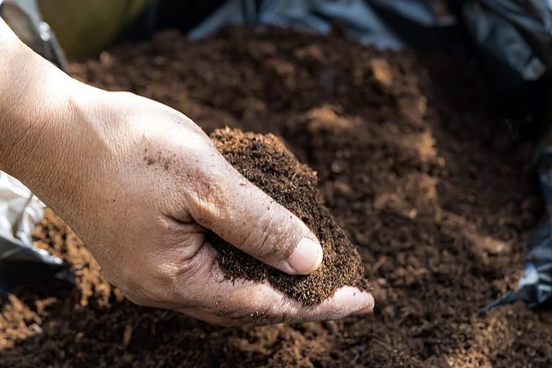 turba para plantas el sustrato ideal para el crecimiento saludable