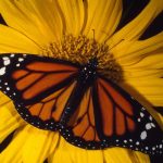 un viaje a la maravillosa vida de las mariposas donde viven y que comen