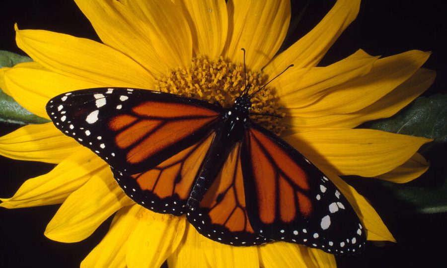 un viaje a la maravillosa vida de las mariposas donde viven y que comen