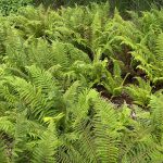 un viaje fascinante por el mundo de las plantas criptogamas