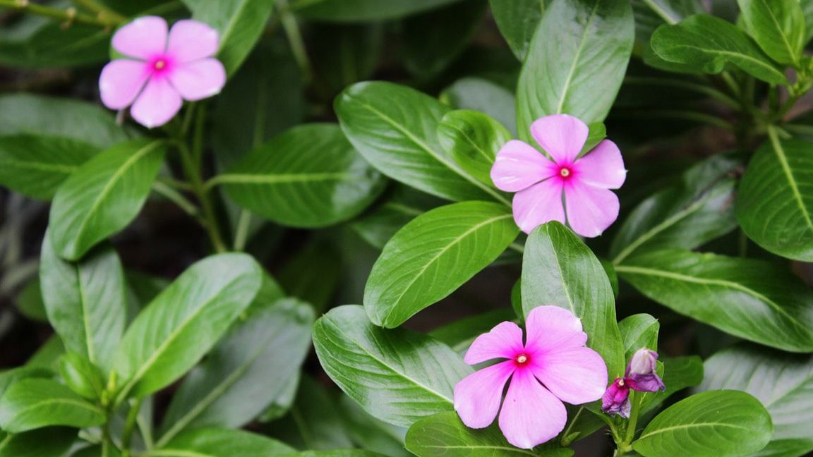 vinca cuidados conoce todo sobre la planta vinca y sus cuidados