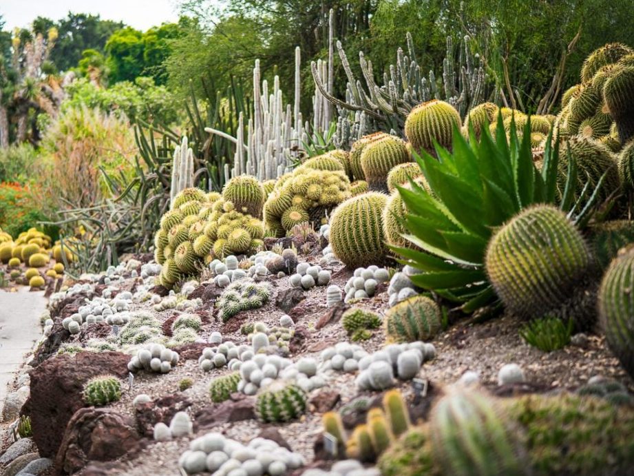 xerojardineria significado conoce el mundo del xerojardin