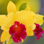 cattleya