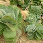 kalanchoe farinacea