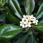 pittosporum