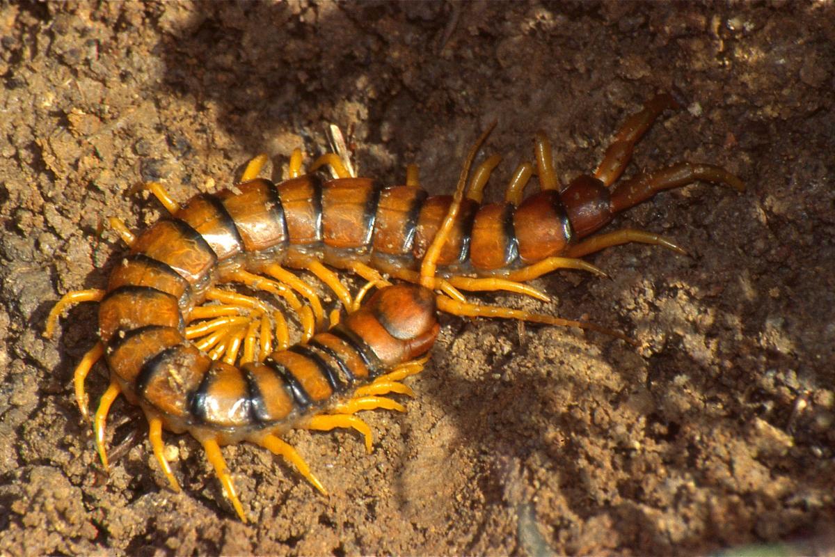 escolopendra