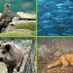 fauna de alemania