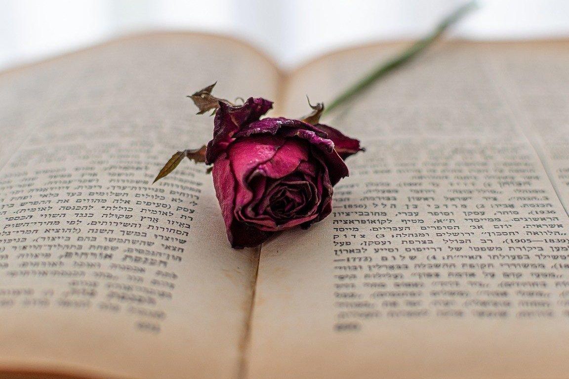 3 metodos para como secar una rosa