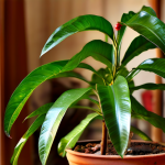 El nacimiento de donde pongo una planta de ruda en casa 1739982268