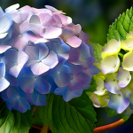 Respuestas para cuidados de la hortensia detallado 1739983611